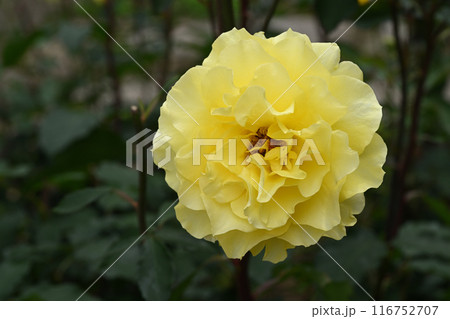 ゴールデン・メダイヨン 116752707