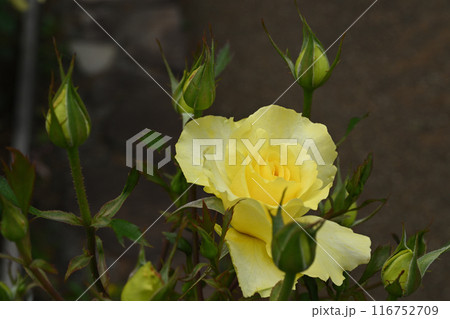 ゴールデン・メダイヨン ゴールデン・メダイヨン 116752709