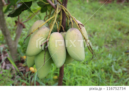 Green mango is not ripe on the trees in the orchard. Green mango is not ripe on the trees in the orchard. 116752734