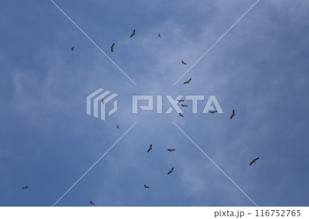 Far-mouthed bird flocks of flying gather in the sky. 116752765