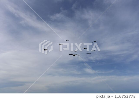 Flock of birds flying in the sky with white clouds. Flock of birds flying in the sky with white clouds. 116752778