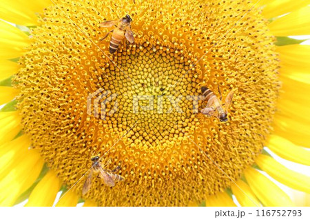 Bee sucking nectar on yellow sunflower. 116752793