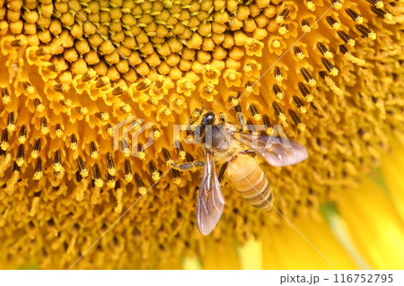 Blooming Sunflower with closeup on pollen and have bees sucking nectar. 116752795