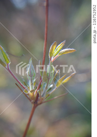 10枚花弁のクレマチス「さぬき王妃」の芽吹き。花言葉は「精神の美」「旅人の喜び」「甘い束縛」。 116752952