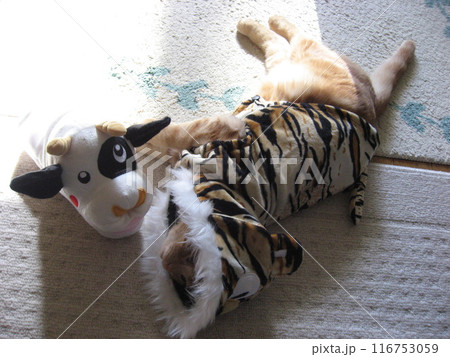 昼寝中の猫 116753059
