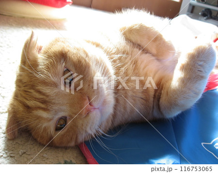 寝転ぶ猫の顔 116753065