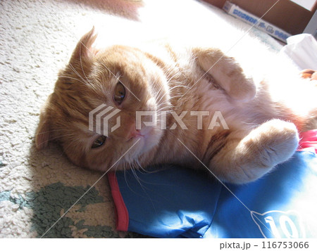 眠たい猫 116753066