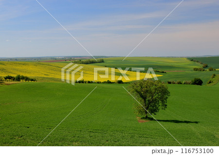 中央ヨーロッパのチェコ共和国 南モラヴィア州キヨフ近くのモラヴィア大草原 草原の木と菜の花などの景色 中央ヨーロッパのチェコ共和国 南モラヴィア州キヨフ近くのモラヴィア大草原 草原の木と菜の花などの景色 116753100