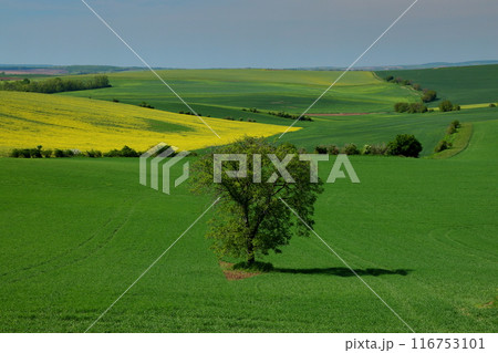 中央ヨーロッパのチェコ共和国 南モラヴィア州キヨフ近くのモラヴィア大草原 草原の木と菜の花などの景色 中央ヨーロッパのチェコ共和国 南モラヴィア州キヨフ近くのモラヴィア大草原 草原の木と菜の花などの景色 116753101