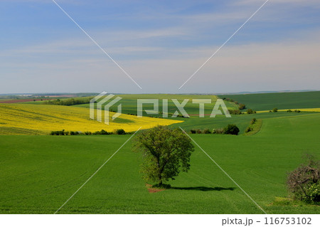 中央ヨーロッパのチェコ共和国　南モラヴィア州キヨフ近くのモラヴィア大草原　草原の木と菜の花などの景色 116753102