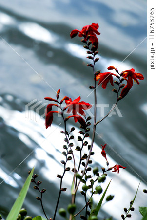 信濃川・やすらぎ堤の姫檜扇水仙(ひめひおうぎすいせん) 信濃川・やすらぎ堤の姫檜扇水仙(ひめひおうぎすいせん) 116753265