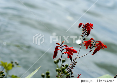 信濃川・やすらぎ堤の姫檜扇水仙(ひめひおうぎすいせん) 116753267