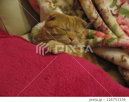 挟まって昼寝する猫 挟まって昼寝する猫 116753336