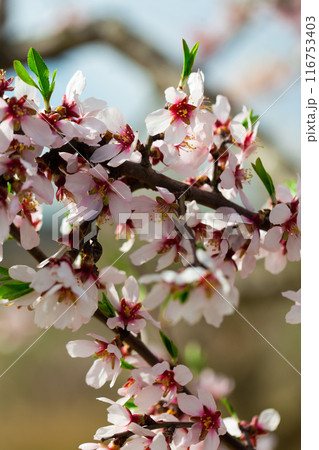 Flowering branches of an almond tree Flowering branches of an almond tree 116753403