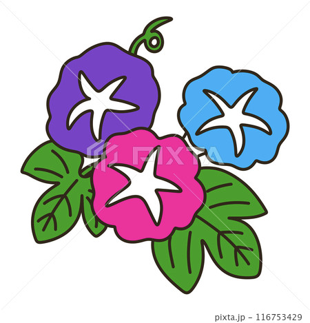 アサガオ 116753429