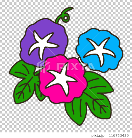 アサガオ 116753429