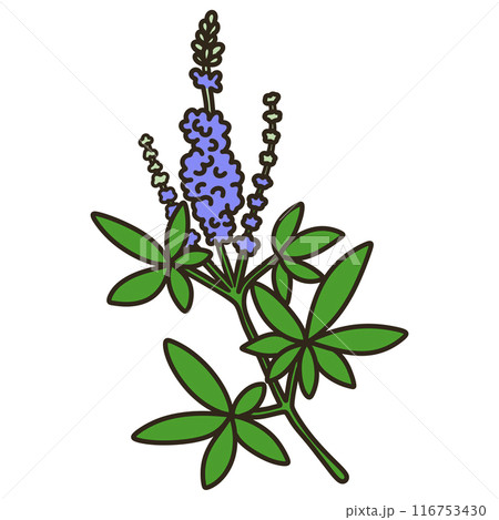 セイヨウニンジンボク 116753430