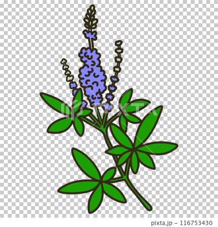 セイヨウニンジンボク 116753430