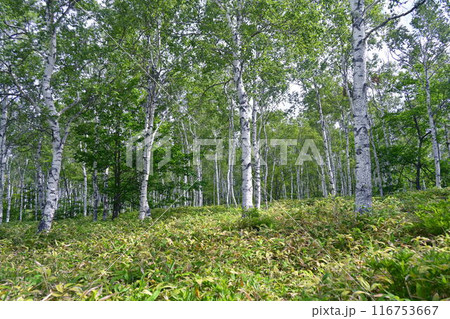 白樺群生地 116753667