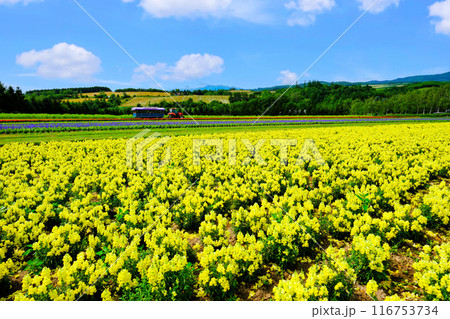 花畑を走るトラクターバス 花畑を走るトラクターバス 116753734