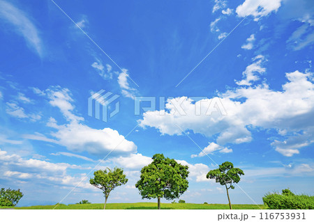 夏の青空と草原 116753931