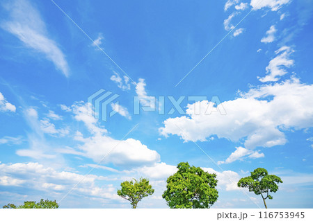 夏の雲と木立 116753945