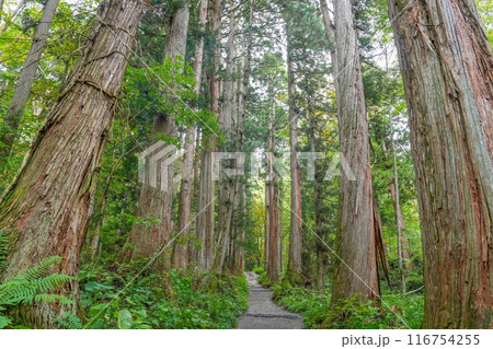大きな杉並木に囲まれた静かな神社の参道の情景 116754255