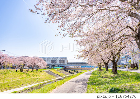 仙台市地下鉄南北線富沢駅沿線と笊川沿いに咲く満開の桜 遊歩道 花見 仙台市地下鉄南北線富沢駅沿線と笊川沿いに咲く満開の桜 遊歩道 花見 116754276