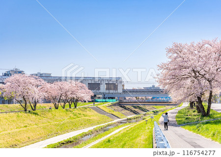 仙台市地下鉄南北線富沢駅沿線と笊川沿いに咲く満開の桜 遊歩道 花見 仙台市地下鉄南北線富沢駅沿線と笊川沿いに咲く満開の桜 遊歩道 花見 116754277