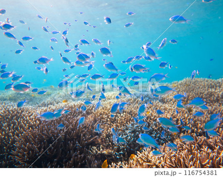 青いサンゴ礁の海の魚たち 116754381