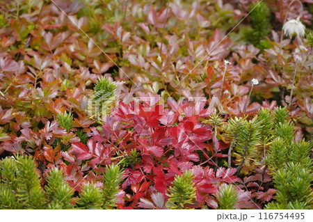 ワイン色のチングルマの紅葉 116754495