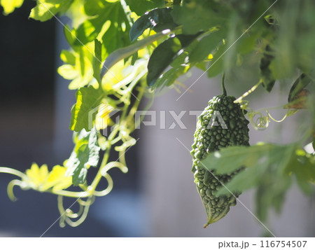 収穫前のゴーヤ（家庭栽培） 116754507