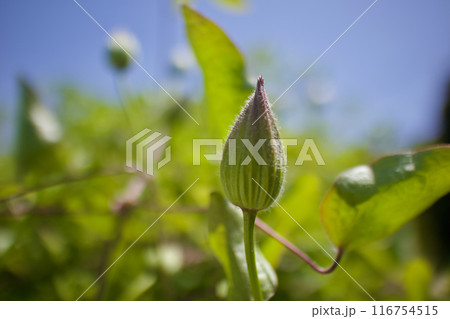 10枚花弁のクレマチス「さぬき王妃」の蕾。花言葉は「精神の美」「旅人の喜び」「甘い束縛」。 116754515