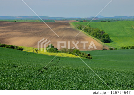 中央ヨーロッパのチェコ共和国　南モラヴィア州キヨフ近くの色や起伏の変化のあるモラヴィア大草原の景色 116754647