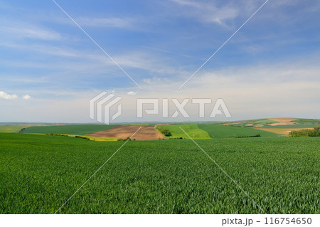 中央ヨーロッパのチェコ共和国　南モラヴィア州キヨフ近くの色や起伏の変化のあるモラヴィア大草原の景色 116754650