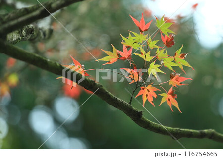 紅葉したモミジ 116754665