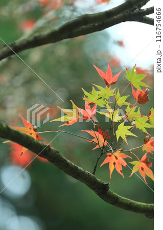 紅葉したモミジ 116754666