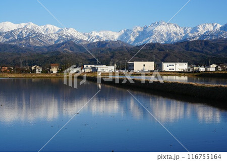 水田に映り込む富山県立山町から望む立山連峰 水田に映り込む富山県立山町から望む立山連峰 116755164