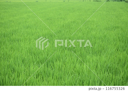 生育途上の稲 116755326