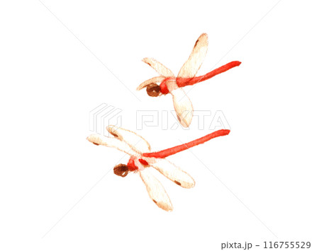 水彩:赤蜻蛉 水彩:赤蜻蛉 116755529