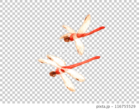 水彩:赤蜻蛉 水彩:赤蜻蛉 116755529