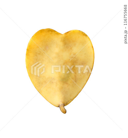 Back of the yellow hoya valentine plant. 116755668