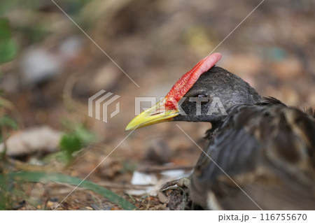 Watercock lie down on the ground. Watercock lie down on the ground. 116755670