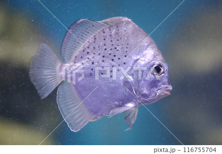 Concertina fish is a sea fish with a short, almost round body, the sides are fla. Concertina fish is a sea fish with a short, almost round body, the sides are fla. 116755704