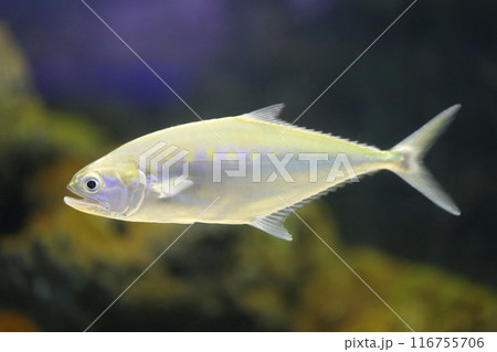 Talang queenfish has a gray body, flat on the sides and wide. Talang queenfish has a gray body, flat on the sides and wide. 116755706