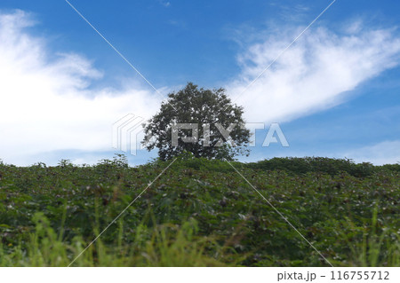 Big green tree in the middle of a cassava field. Big green tree in the middle of a cassava field. 116755712
