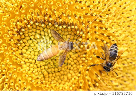 Bee sucking nectar on yellow sunflower. Bee sucking nectar on yellow sunflower. 116755716