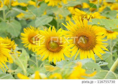 Blooming Sunflower with closeup on pollen. 116755730
