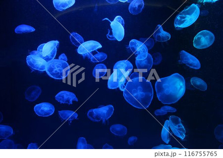 Blue small jellyfish or medusa of bright colorful. Blue small jellyfish or medusa of bright colorful. 116755765