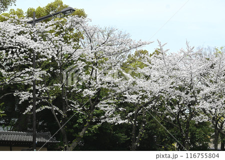 千鳥ヶ淵の桜の景色 116755804